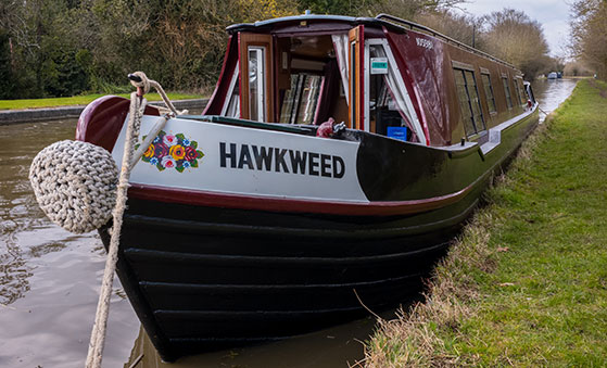 Hawkweed